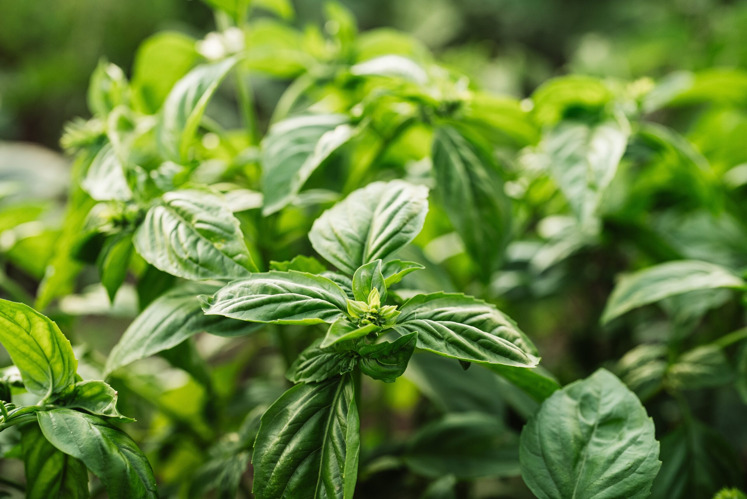 Green,Basil,Plant,Growing,In,Home,Garden.,Fresh,Leaves,Of